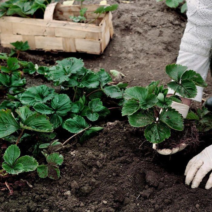 Culvita - Biologische aanplantgrond 40 liter - Geschikt voor vrijwel alle vaste planten, heesters, bomen en coniferen.