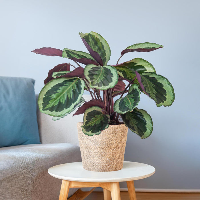 Calathea Medaillon met Sofia mand naturel - ↕65cm - Ø21cm