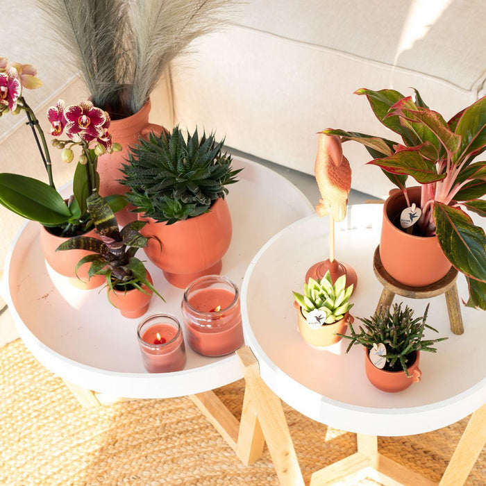 Kolibri Orchids | Geel rode phalaenopsis orchidee - Spain + Scandic sierpot terracotta - potmaat Ø9cm - 45cm hoog | bloeiende kamerplant - vers van de kweker