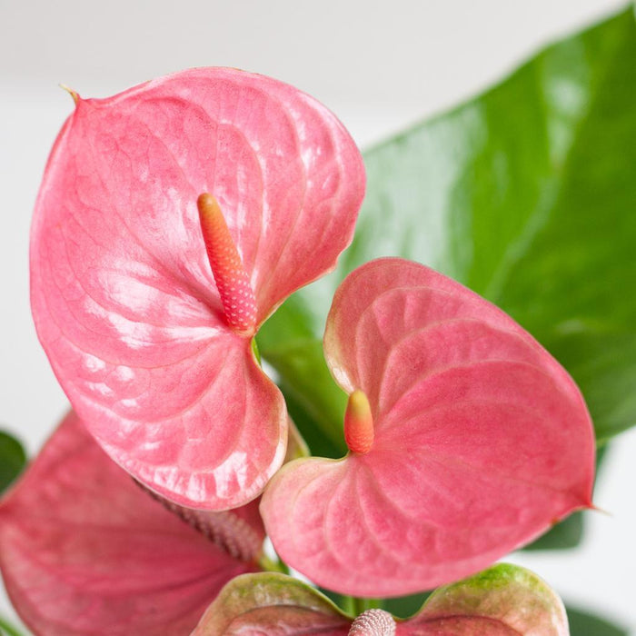 Anthurium Pink explosion met Lissabon mand zwart - ↕55cm - Ø17cm