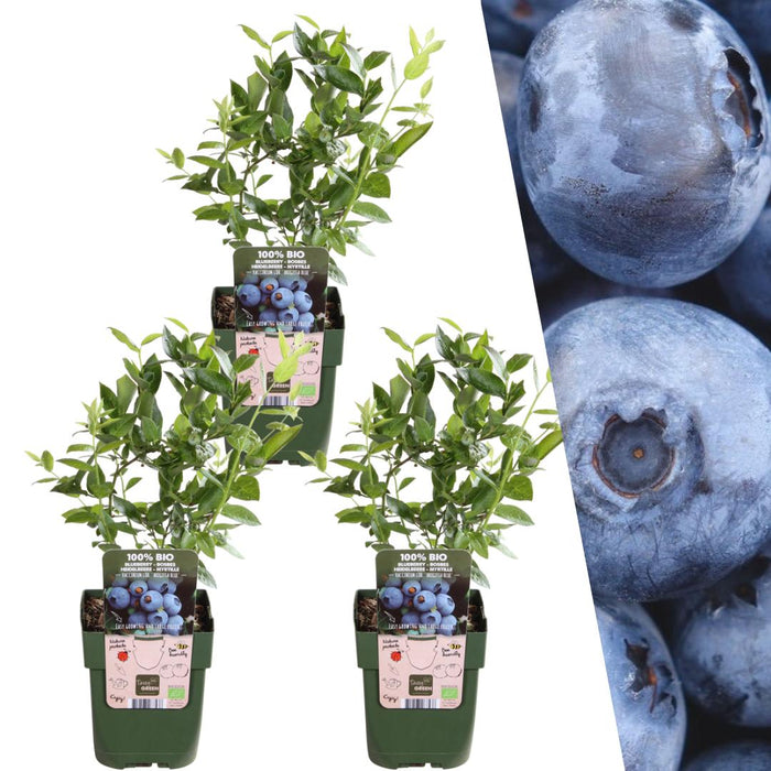 3 x Bosbessenplanten - Ø 13 cm - ↨ 20 cm