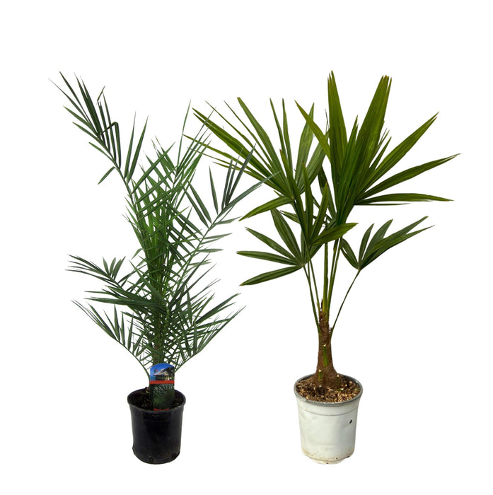 Phoenix Canariensis - ↕80cm - Ø15cm + Trachycarpus Fortuneii - ↕100 cm - Ø18cm