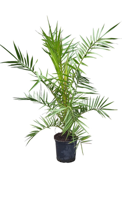 Phoenix Canariensis - Canarische Dadelpalm hoogte 1 m /1.20m