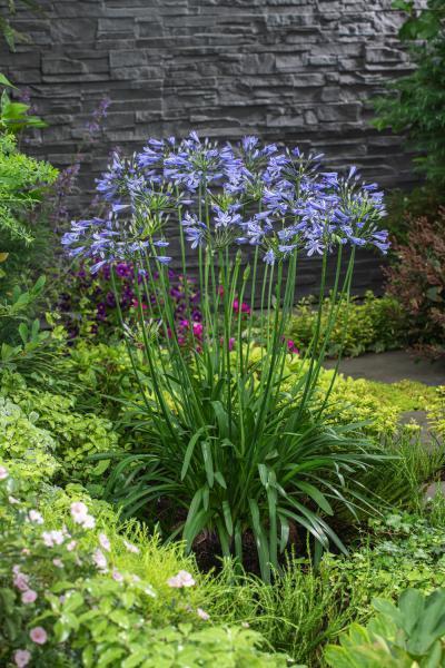 Agapanthus - Blauwe bloemen