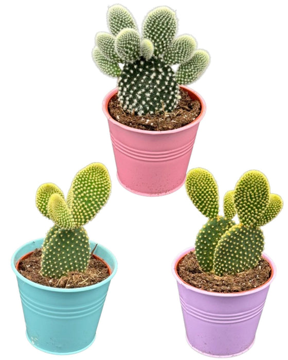 Cactus- opuntia microdasys- 8.5cmØ- ↕️15-20cm hoog- 3 stuks - Gekleurd zink