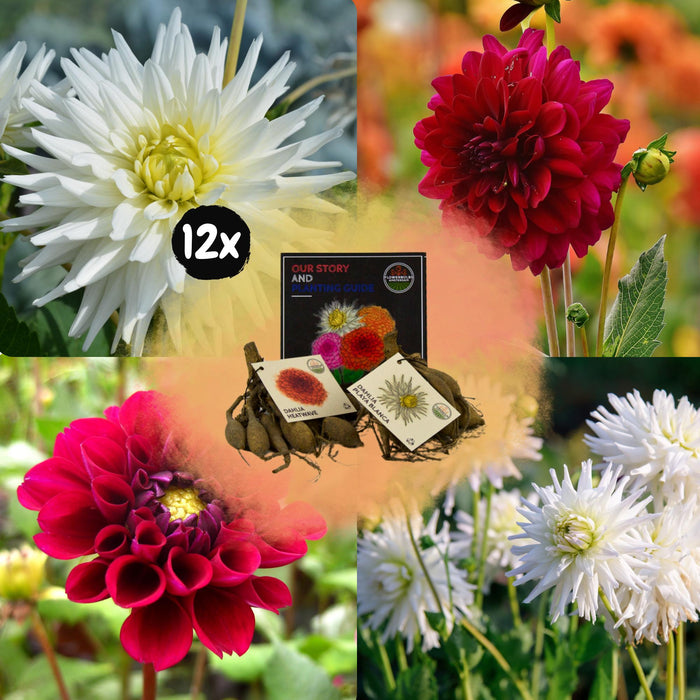 Flowerbulbs Amsterdam - Mix Romantic Beauties, 6 Dahlia Playa Blanca & 6 Dahlia Heatwave knollen voor 2m²