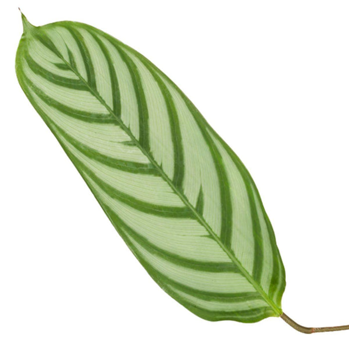 Calathea Compactstar - ↕80cm - Ø19cm