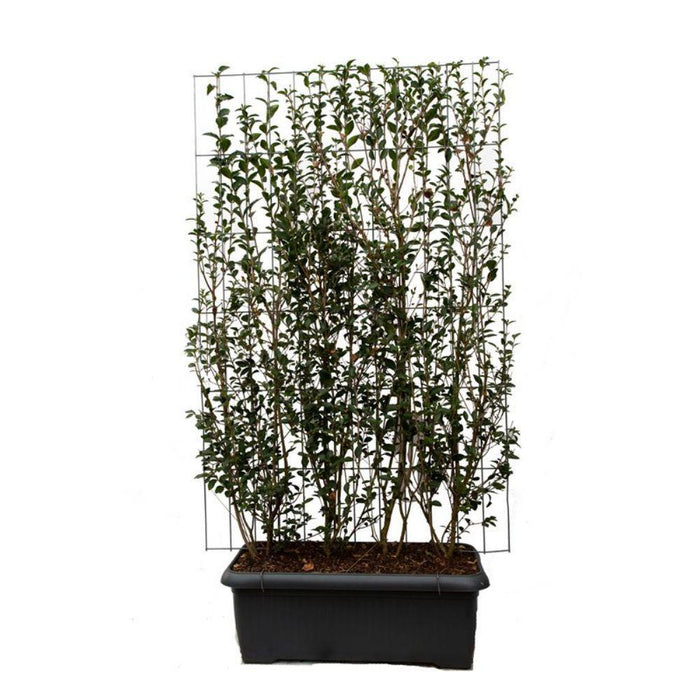 Ligustrum ovalifolium - ↨180cm - 1 pcs