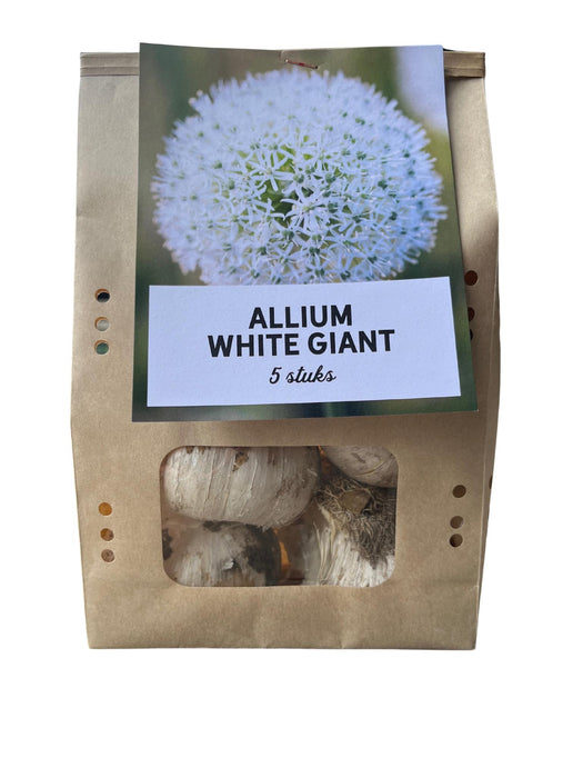 White Giant - Allium bollen - 5 stuks - Bloembollen