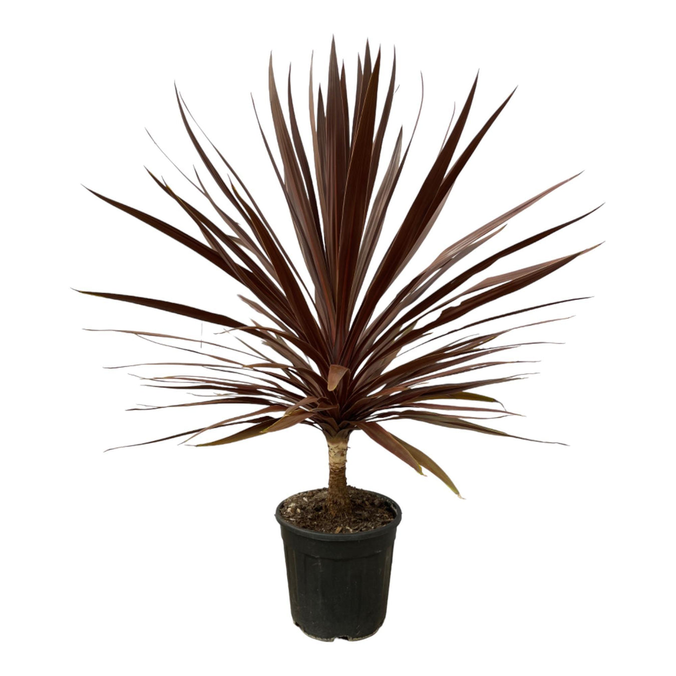 Cordyline