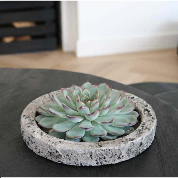 ROOTLESS Succulent Echeveria Lilacina in schaal 'Concrete' - ↕5cm - Ø20cm