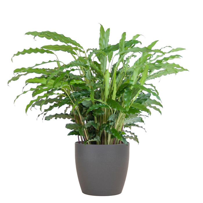 Calathea Rufibarba met Viber grijs - ↕55cm - Ø17cm