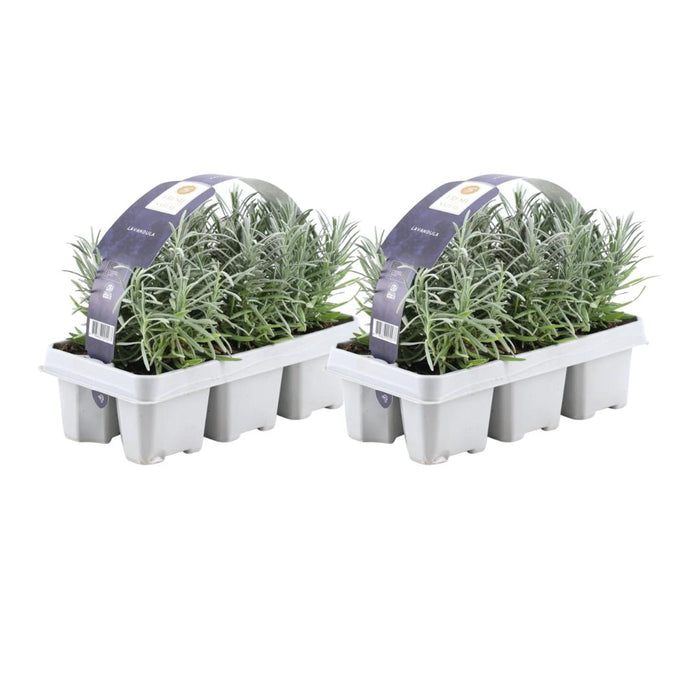 2 x 6 pack Lavendel angustifolia - 6x  - ↕15 cm - Ø7cm