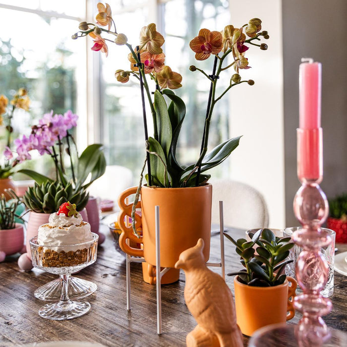 Kolibri Orchids | Oranje Phalaenopsis orchidee – Jamaica + Happy Mug sierpot peach – potmaat Ø9cm – 35cm hoog | bloeiende kamerplant in bloempot - vers van de kweker