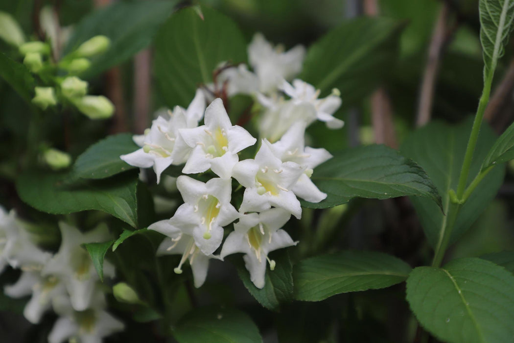 Weigela 'Candida' - ↕180cm - 1x