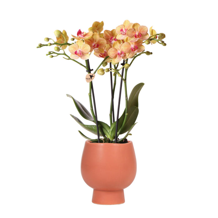 Kolibri Orchids | Oranje Phalaenopsis orchidee – Jamaica + Scandic sierpot terracotta – potmaat Ø9cm – 40cm hoog | bloeiende kamerplant in bloempot - vers van de kweker