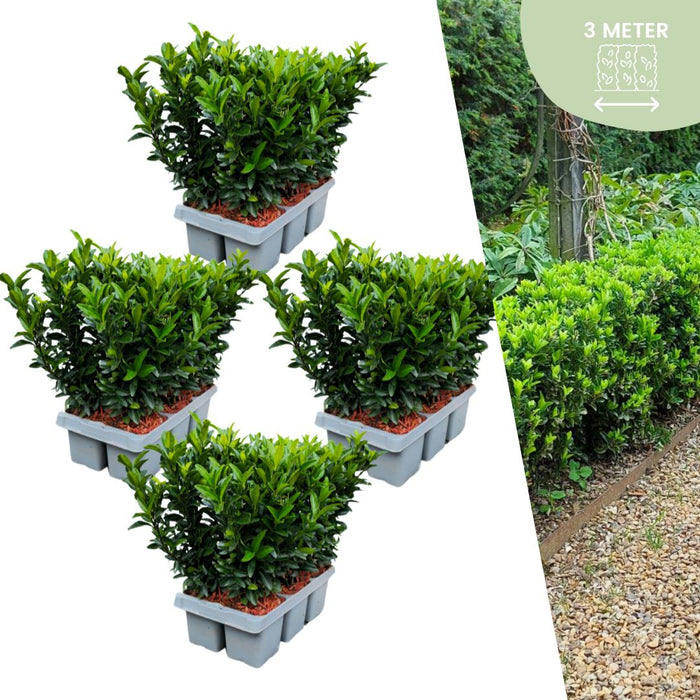 24 x Euonymus 'Green Spire' (Buxus Vervanger) - 24 x Ø 7 cm - ↨ 15 cm