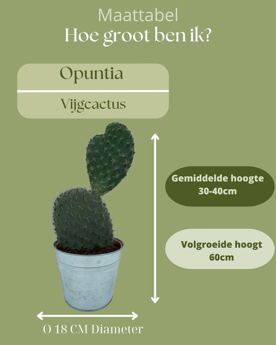 Cactus- Opuntia Vijgcactus - ↕30-40cm - Zinc - Ø18 cm