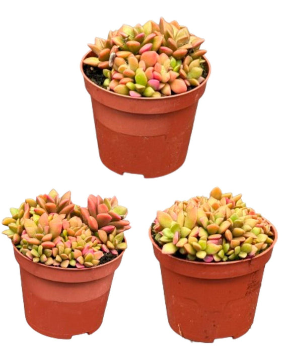 Succulenten- Anacampseros Rufescens Varigata- 8.5cmØ- ↕️8-10cm hoog- 3 stuks - Geen