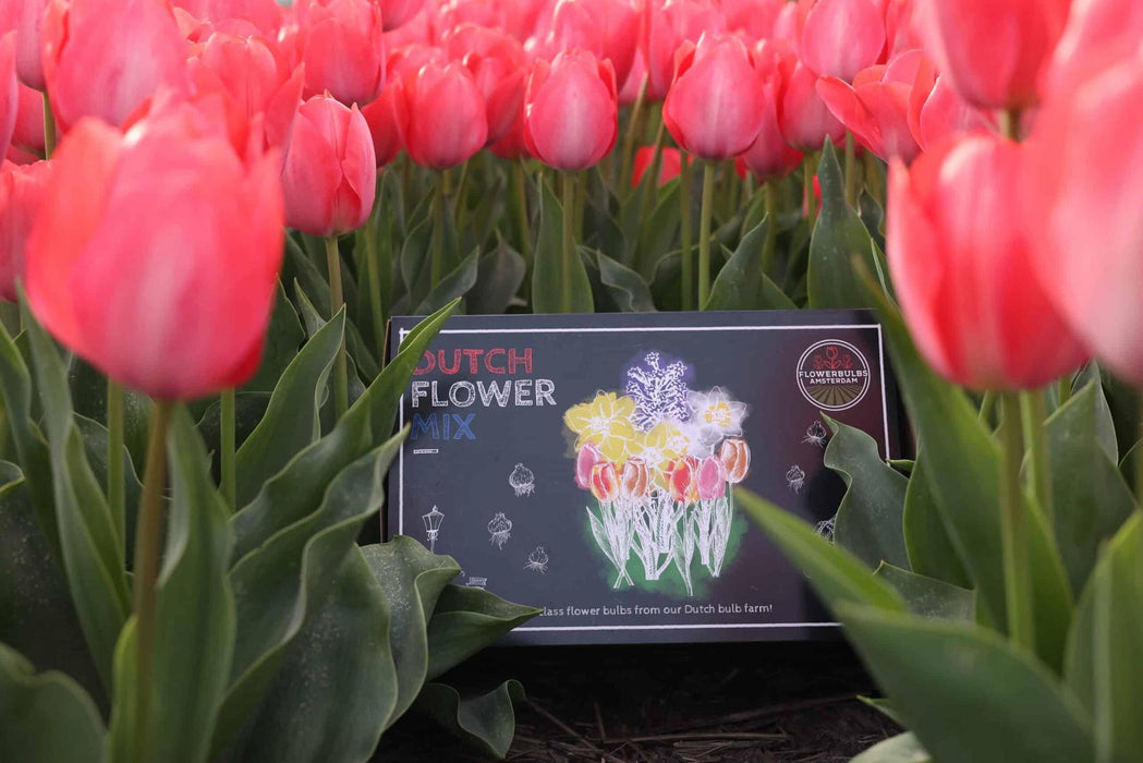 Flowerbulbs Amsterdam - Dutch Flower Mix - Luxe box large, 75 bloembollen voor 2 m2 bloemenpracht - Maat 12+