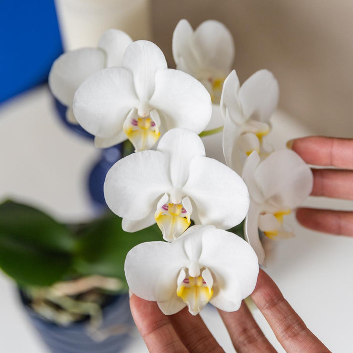 Kolibri Orchids | witte orchidee Amabilis + Candy sierpot blauw - potmaat Ø9cm | bloeiende kamerplant - vers van de kweker