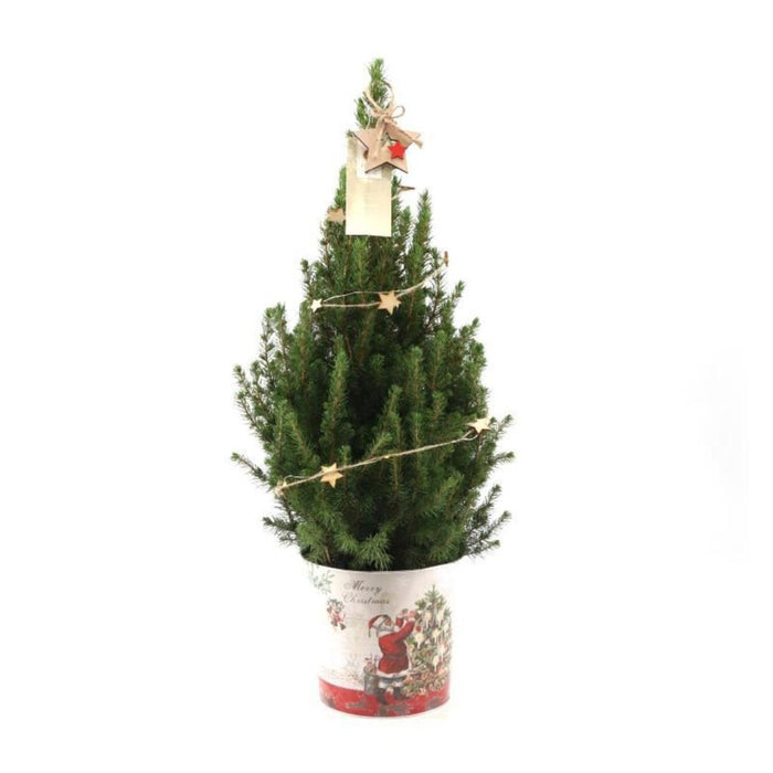 Kleine Kerstboom in Kerstmis sierpot - ↕70cm - Picea Glauca Conica - Star lighting including batteries