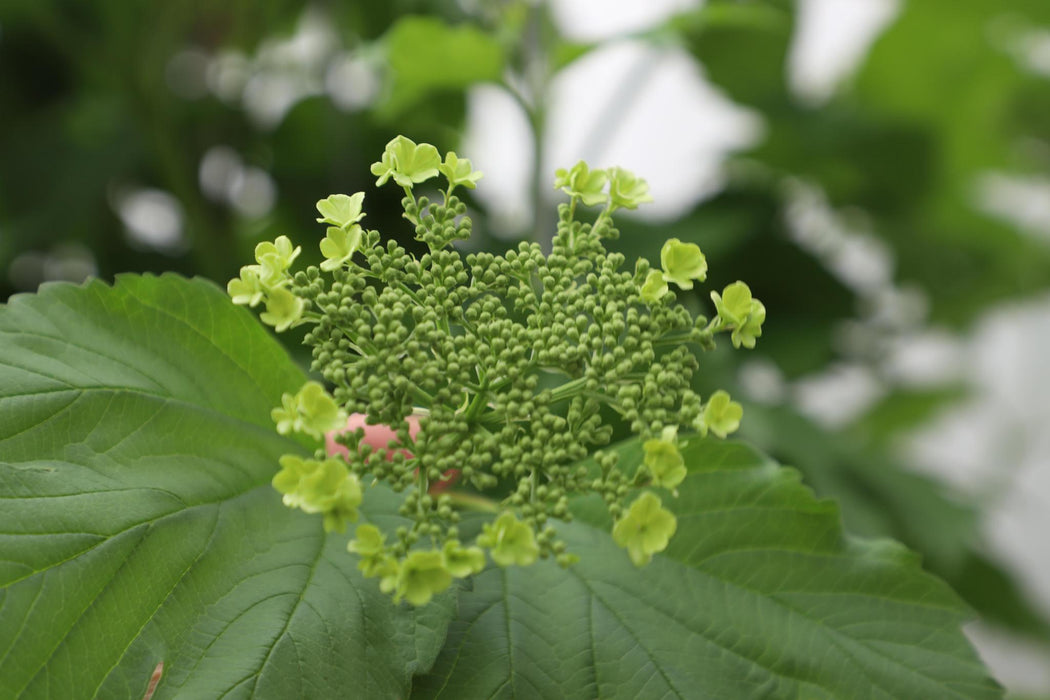 Viburnum opulus - ↕180cm - 1 pcs