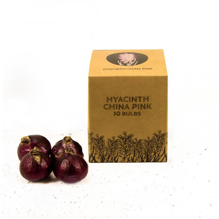 Flowerbulbs Amsterdam - China Pink- 10 bloembollen - Maat 14/15