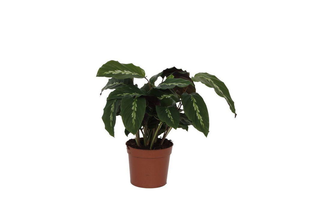 Calathea Maui Queen - ↕40cm - Ø12cm