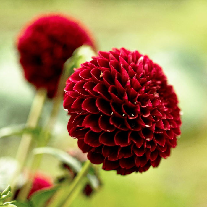 Flowerbulbs Amsterdam - 24 dahlia natal knollen voor 4m², prachtige kogelronde bloemen