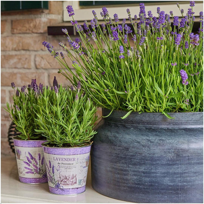 Plants by Frank - Lavandula stoechas Anouk®  in 'Lavendelprint' sierpot - 13 cm pot - set van 3 Franse Lavendels in Sierpot