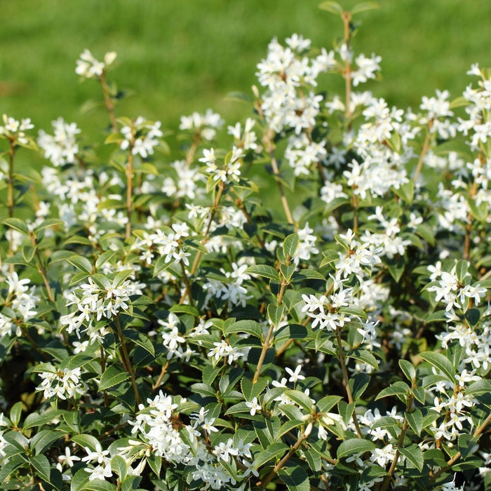 25 grote Schijnhulst planten voor 10 strekkende meter haag | ↕100-125 cm in 12 liter pot