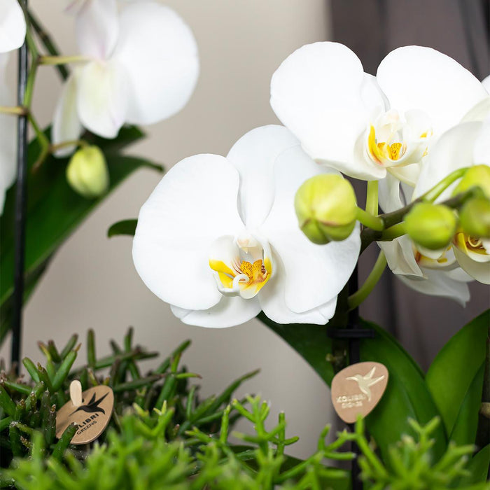 Kolibri Orchids | witte Phalaenopsis orchidee - Niagara Fall - Ø12cm | bloeiende kamerplant