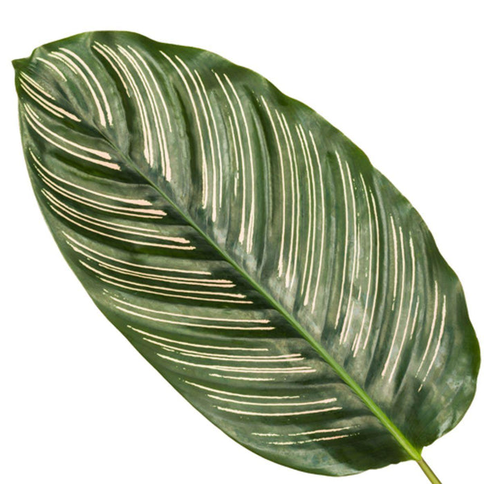 Calathea Sanderiana - ↕80cm - Ø19cm