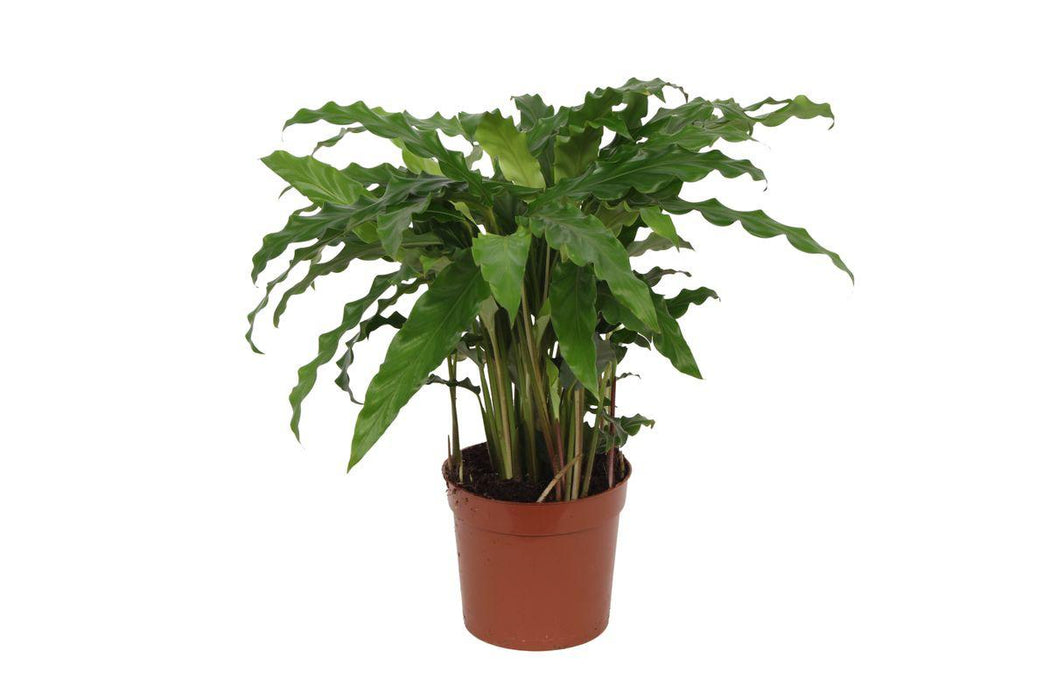 Calathea Bluegrass - ↕40cm - Ø12cm