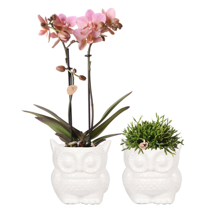 Kolibri Company - Planten set Owl sierpot wit | Set met Phalaenopsis orchidee Treviso Ø9cm en groene planten Rhipsalis Ø9cm  | incl. witte keramieken sierpotten