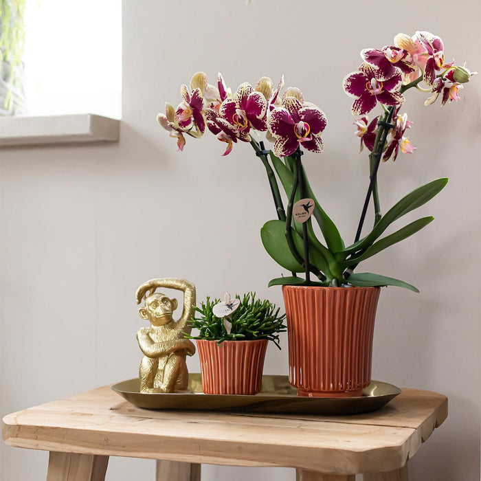 Kolibri Orchids | Plantenset Culture Cocktail terracotta small | Groene planten met Phalaenopsis orchidee in Retro terracotta sierpotten en gouden dienblad