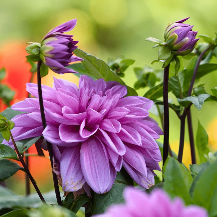 Flowerbulbs Amsterdam - Dahlia Bleu Bell, Grote Brede Bloembladen