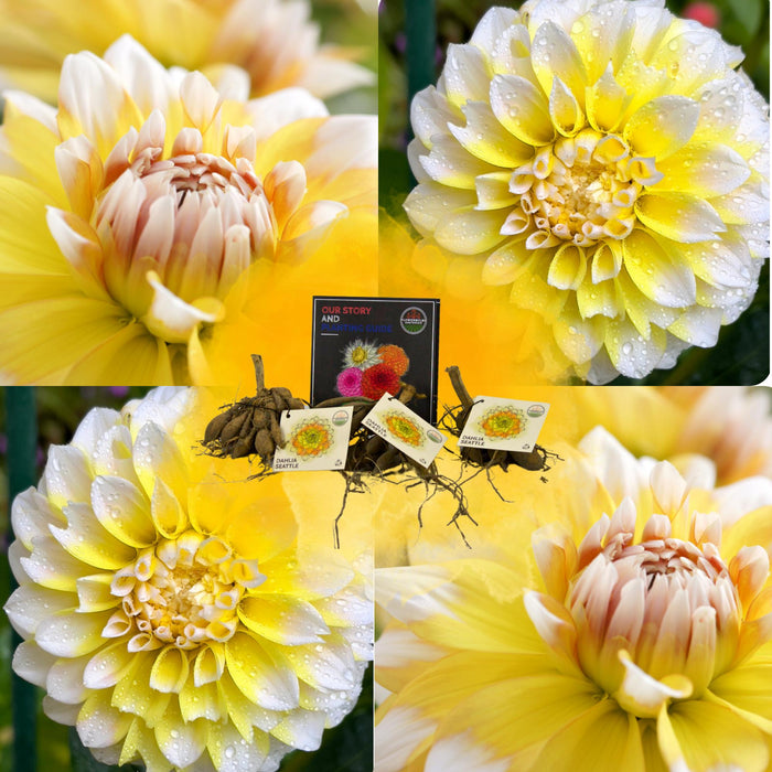 Flowerbulbs Amsterdam - Dahlia Seattle, Grootbloemige Uitstraling