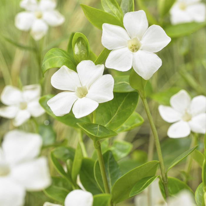 Vinca minor 'Alba' - ↕10-25cm - Ø9cm - 20x