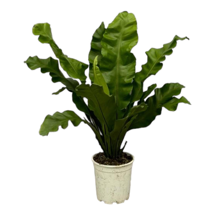 Asplenium Nidum - ↕80cm - Ø21cm