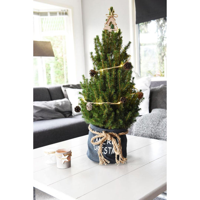 Kleine Kerstboom in Xmas Bag blauw - ↕70cm - Picea Glauca Conica - Star lighting including batteries