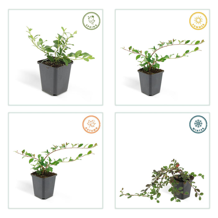 Cotoneaster dam. 'Major' - ↕25cm - Ø9cm  - 6x