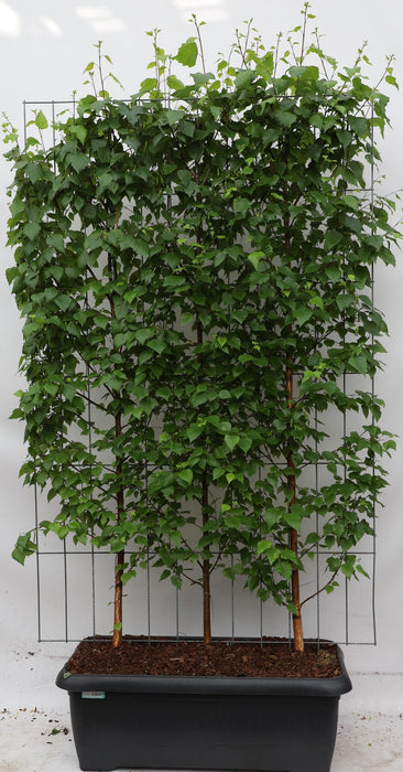 Betula pendula - ↕180cm - 1 pcs