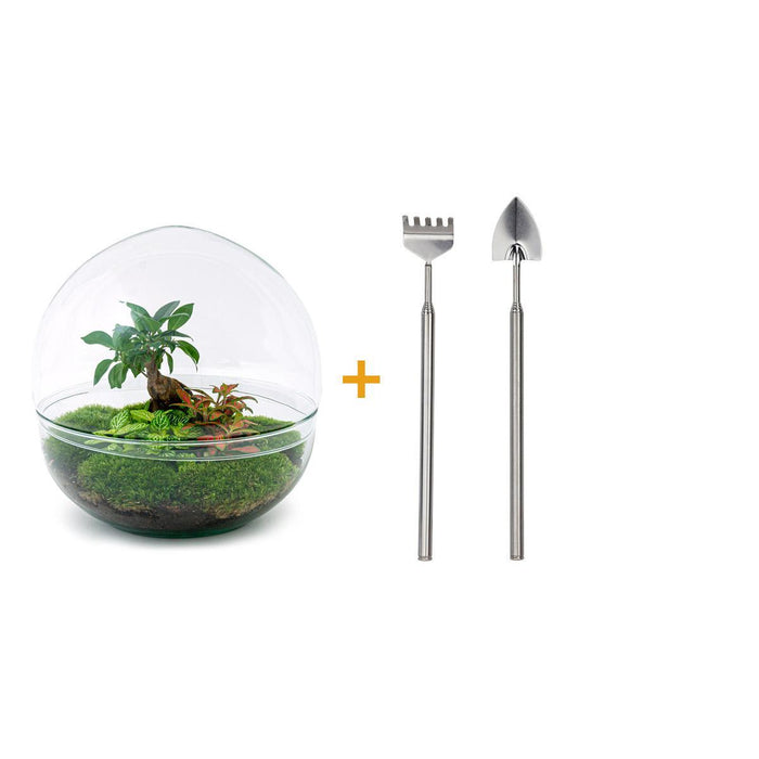 DIY terrarium - Dome XL - Ficus Ginseng Bonsai - ↕ 30 cm - Rake + Shovel