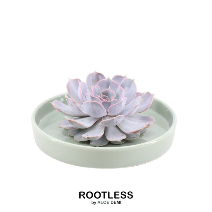 ROOTLESS Succulent Echeveria Lilacina in schaal 'groen' - ↕5cm - Ø20cm