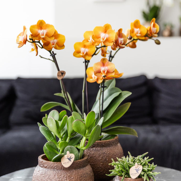 Kolibri Orchids | COMBI DEAL van 4 Phalaenopsis orchideeën - Las Vegas - Ø12cm | bloeiende kamerplant