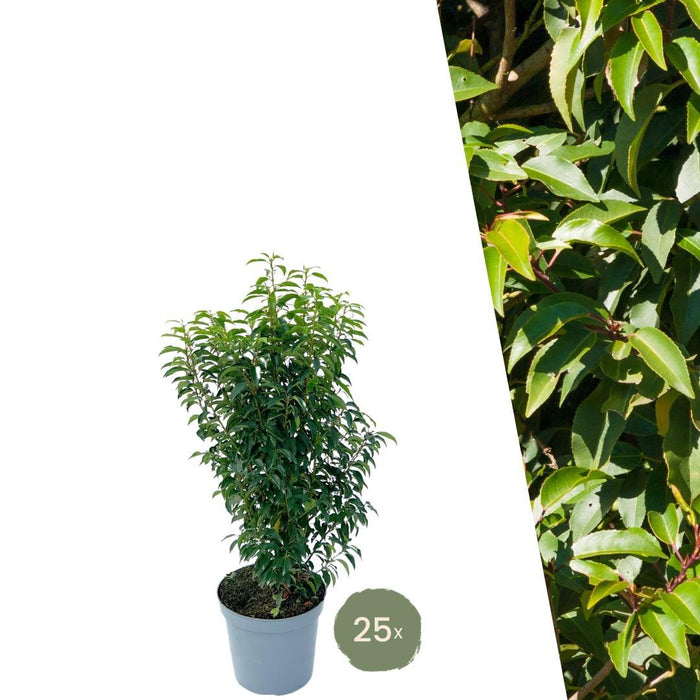 25 grote Portugese Laurierkers planten voor 10 strekkende meter haag | ↕80-100 cm in 12 liter pot