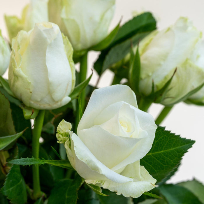 Letterbox Roses White | 35cm length