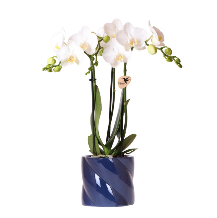 Kolibri Orchids | witte orchidee Amabilis + Candy sierpot blauw - potmaat Ø9cm | bloeiende kamerplant - vers van de kweker